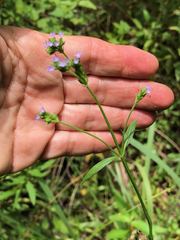 Verbena brasiliensis image