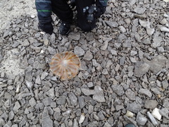 Chrysaora melanaster