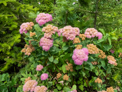 Spiraea splendens