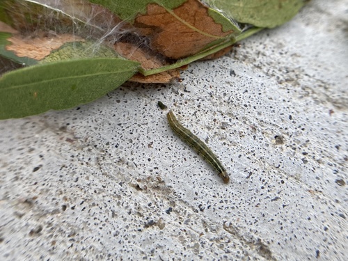 Mimosa Webworm Moth photo 5