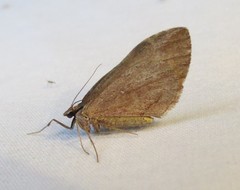 Stamnoctenis pearsalli