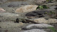 Aspidoscelis motaguae