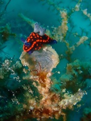 Nembrotha