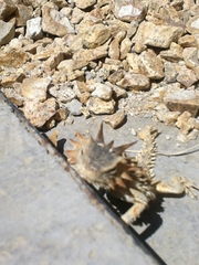 Phrynosoma coronatum