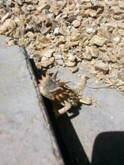 Phrynosoma coronatum