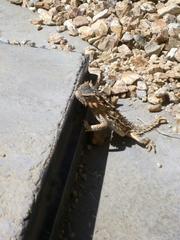 Phrynosoma coronatum