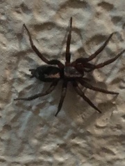 Herpyllus propinquus