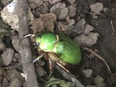Chrysina lecontei