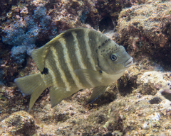 Blackspot Sergeant photo 4