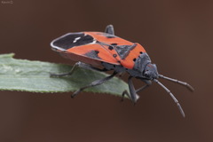 Lygaeus reclivatus