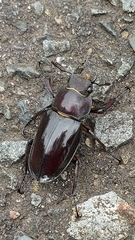 Lucanus maculifemoratus