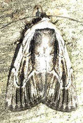Sympistis badistriga