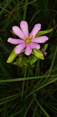 Sabatia capitata