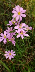 Sabatia capitata