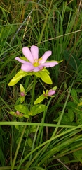 Sabatia capitata