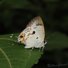 Hypolycaena othona