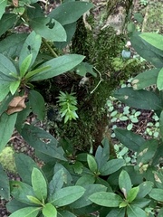 Phlegmariurus fordii