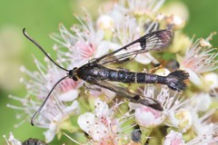 Synanthedon acerrubri