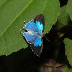 Hypolycaena othona