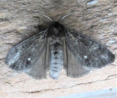 Dasychira grisefacta