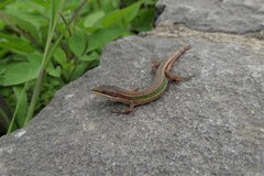 Takydromus viridipunctatus