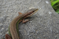 Takydromus viridipunctatus