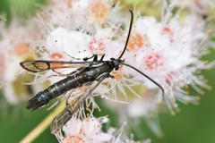 Synanthedon pictipes