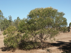 Acacia concurrens