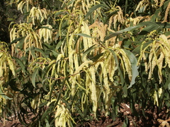 Acacia concurrens