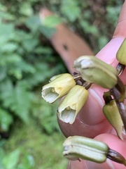 Gastrodia flabilabella