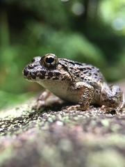 Fejervarya kawamurai