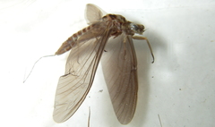Ephemerella subvaria