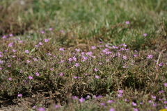 Erodium cicutarium