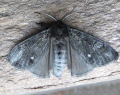 Dasychira grisefacta