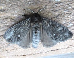 Dasychira grisefacta