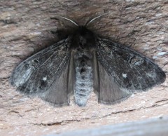 Dasychira grisefacta