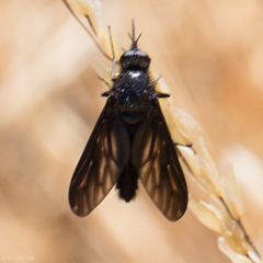 Thevenetimyia notata