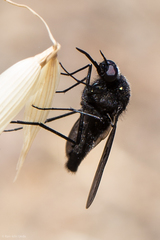 Thevenetimyia notata