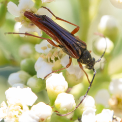 Neobellamira delicata