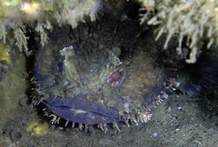 Batrachomoeus dubius