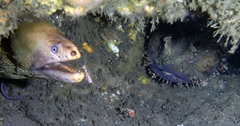 Batrachomoeus dubius