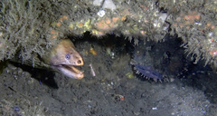 Batrachomoeus dubius
