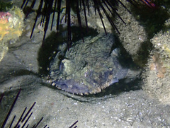 Batrachomoeus dubius