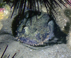 Batrachomoeus dubius