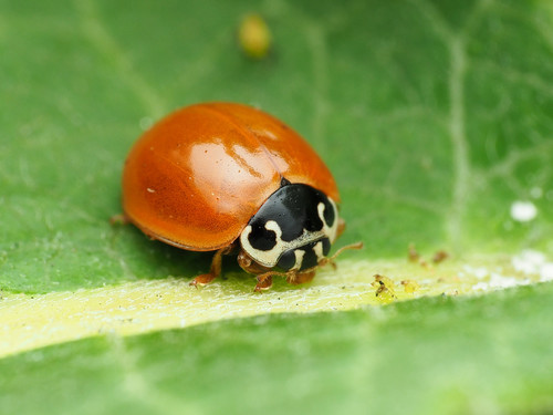 Polished Lady Beetle (Cycloneda munda) · iNaturalist
