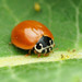 Polished Lady Beetle - Photo (c) Katja Schulz, some rights reserved (CC BY), uploaded by Katja Schulz