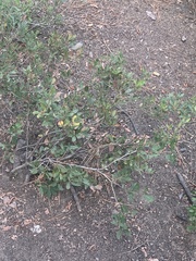 Chrysolepis sempervirens