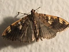 Pantographa