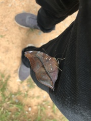 Doleschallia bisaltide