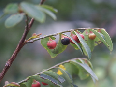 Breynia oblongifolia